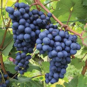 Green Grape Vine Live Plant – 1-2 Year Old Bareroot – Sweet Fruit - Image 5