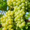 Green Grape Vine Live Plant – 1-2 Year Old Bareroot – Sweet Fruit - Image 1