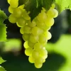 Green Grape Vine Live Plant, 1-2 Year Old, Sweet Fruit, Bare Root - Image 1