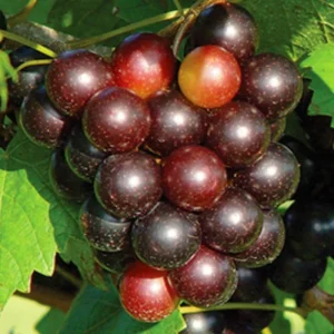 Green Grape Vine Live Plant, 1-2 Year Old, Sweet Fruit, Bare Root - Image 2