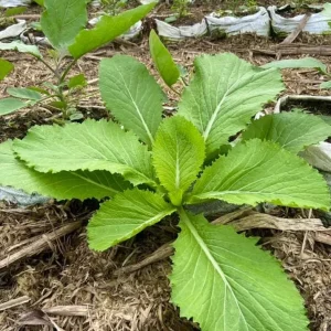 Green Leaf Mustard Seeds - 2000 Seeds for Planting Asian Greens - Image 3