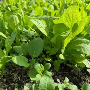 Green Leaf Mustard Seeds - 2000 Seeds for Planting Asian Greens - Image 4