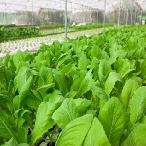 Green Leaf Mustard Seeds - 2000 Seeds for Planting Asian Greens - Image 5