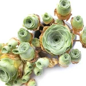Green Mountain Rose Succulent Live Plant - 2 Inch Pot, Low Maintenance - Image 1