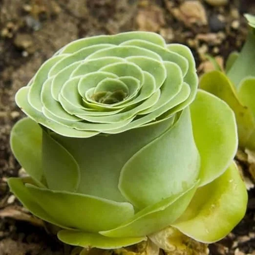 Green Mountain Rose Succulent Live Plant - Rare Rosette Forming - 2" Pot - Image 2