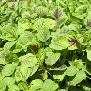 Green Red Amaranth Seeds - 7000 Vietnamese Planting Seeds, Edible Greens - Image 3