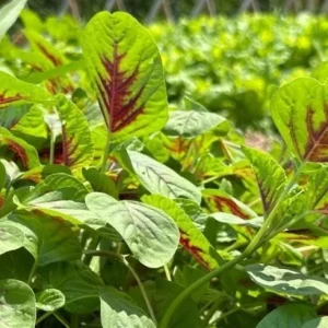 Green Red Amaranth Seeds - 7000 Vietnamese Planting Seeds, Edible Greens - Image 4