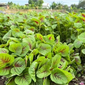 Green Red Amaranth Seeds - 7000 Vietnamese Planting Seeds, Edible Greens - Image 6