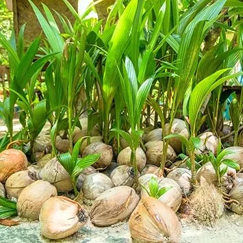 Green Sprouted Coconut Tree Live Plant - Tropical Indoor/Outdoor, 6-8 Inches Tall - Image 4
