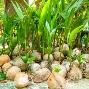 Green Sprouted Coconut Tree Live Plant - Tropical Indoor/Outdoor, 6-8 Inches Tall - Image 5
