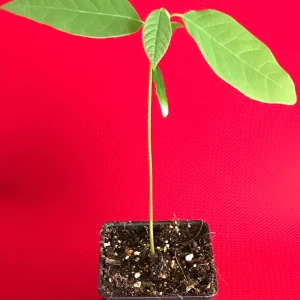 Green Sugar Apple Sweetsop Live Plant - Annona Squamosa Tropical Tree Starter, 4-7 inch tall, 2.5 inch pot - Image 2