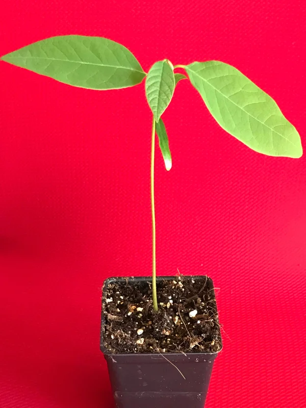 Green Sugar Apple Sweetsop Live Plant - Annona Squamosa Tropical Tree Starter, 4-7 inch tall, 2.5 inch pot - Image 2