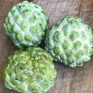 Green Sugar Apple Sweetsop Live Plant - Annona Squamosa Tropical Tree Starter, 4-7 inch tall, 2.5 inch pot - Image 3