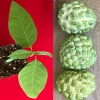 Green Sugar Apple Sweetsop Live Plant - Annona Squamosa Tropical Tree Starter, 4-7 inch tall, 2.5 inch pot - Image 1