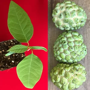 Green Sugar Apple Sweetsop Live Plant - Annona Squamosa Tropical Tree Starter, 4-7 inch tall, 2.5 inch pot - Image 1