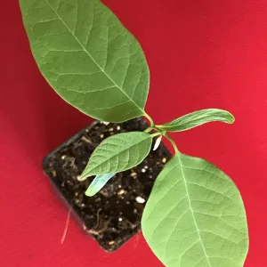 Green Sugar Apple Sweetsop Live Plant - Annona Squamosa Tropical Tree Starter, 4-7 inch tall, 2.5 inch pot - Image 4