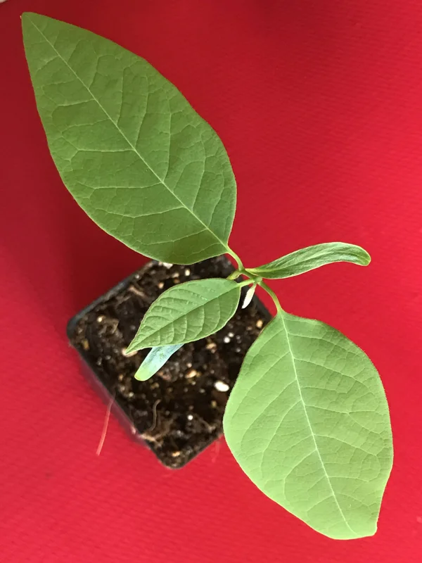 Green Sugar Apple Sweetsop Live Plant - Annona Squamosa Tropical Tree Starter, 4-7 inch tall, 2.5 inch pot - Image 4