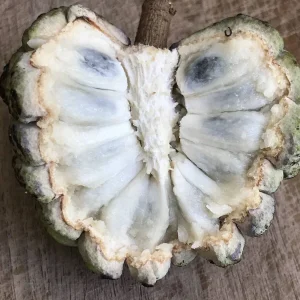 Green Sugar Apple Sweetsop Live Plant - Annona Squamosa Tropical Tree Starter, 4-7 inch tall, 2.5 inch pot - Image 5