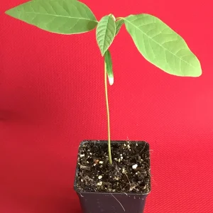 Green Sugar Apple Sweetsop Live Plant - Annona Squamosa Tropical Tree Starter, 4-7 inch tall, 2.5 inch pot - Image 6