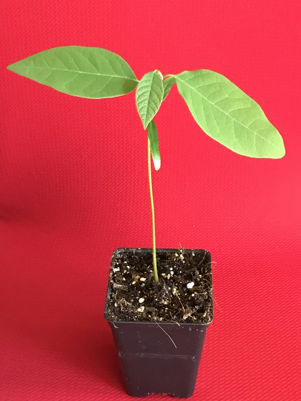 Green Sugar Apple Sweetsop Live Plant - Annona Squamosa Tropical Tree Starter, 4-7 inch tall, 2.5 inch pot - Image 6