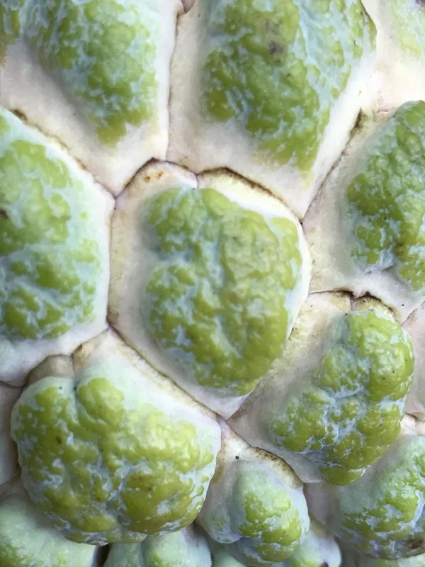 Green Sugar Apple Sweetsop Live Plant - Annona Squamosa Tropical Tree Starter, 4-7 inch tall, 2.5 inch pot - Image 7