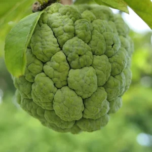 Green Sugar Apple Sweetsop Live Plant - Annona Squamosa Tropical Tree Starter, 4-7 inch tall, 2.5 inch pot - Image 8