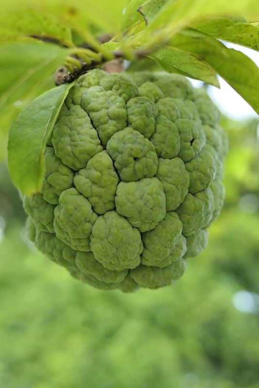 Green Sugar Apple Sweetsop Live Plant - Annona Squamosa Tropical Tree Starter, 4-7 inch tall, 2.5 inch pot - Image 8