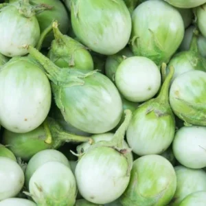Green Thai Eggplant Seeds – 100 Seeds for Planting – Petch Siam Variety - Image 3