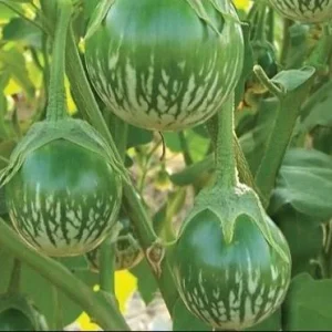 Green Thai Eggplant Seeds – 100 Seeds for Planting – Petch Siam Variety - Image 5