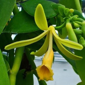 Green Vanilla Orchid Live Plant – Vanilla planifolia – 4 inch Pot – Indoor/Outdoor Vining - Image 3