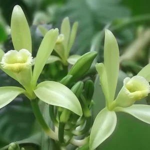 Green Vanilla Orchid Live Plant – Vanilla planifolia – 4 inch Pot – Indoor/Outdoor Vining - Image 1
