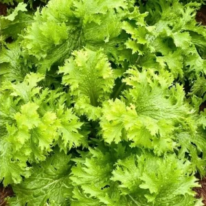 Green Wasabi Mustard Greens Seeds - 250 Seeds for Planting, Brassica Juncea - Image 2