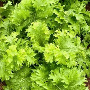 Green Wasabi Mustard Greens Seeds - 250 Seeds for Planting - Brassica Juncea - Image 2