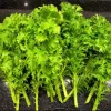 Green Wasabi Mustard Greens Seeds - 250 Seeds for Planting - Brassica Juncea - Image 1
