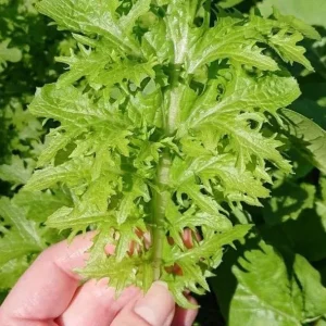 Green Wasabi Mustard Greens Seeds - 250 Seeds for Planting, Brassica Juncea - Image 4