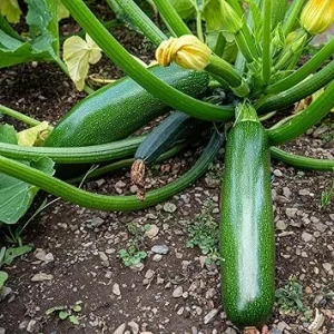 Green Zucchini Live Plants, 2-Pack, 3-6 Inch Tall, Outdoor Garden - Image 2