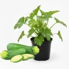 Green Zucchini Live Plants - 2 Pack, 4 Inch Potted, Fast Growing Squash Vegetable for Garden - Image 1
