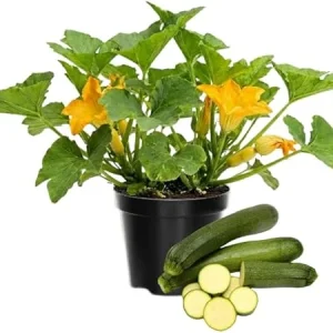 Green Zucchini Live Plants - 2 Pack, 4 to 6 Inches Tall, Outdoor Vegetable - Image 2