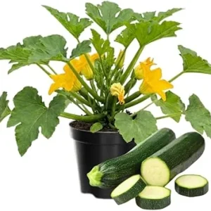Green Zucchini Squash Plants Live - Set of 2, 4-Inch Pot, Vegetable Plant - Image 3