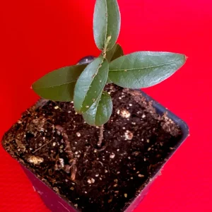 Grimal Jaboticaba Live Plant - Plinia sp. Peluda de Alagoas - 3-7 inch Seedling - Image 2