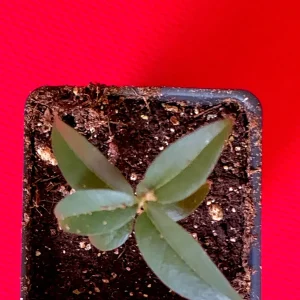 Grimal Jaboticaba Live Plant - Plinia sp. Peluda de Alagoas - 3-7 inch Seedling - Image 3