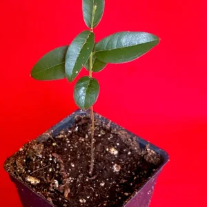 Grimal Jaboticaba Live Plant - Plinia sp. Peluda de Alagoas - 3-7 inch Seedling - Image 4