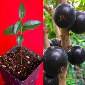 Grimal Jaboticaba Live Plant - Plinia sp. Peluda de Alagoas - 3-7 inch Seedling - Image 1