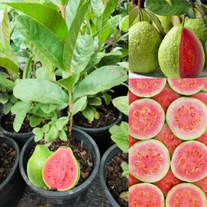 Guava Tree Live Plant - 4-Inch Pot, Sweet White Tropical Fruit, Outdoor & Container - Image 1