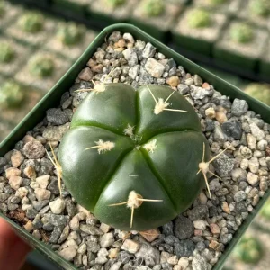Gymnocalycium Horstii Cactus Live Plant – Green Tomato Cactus in 4