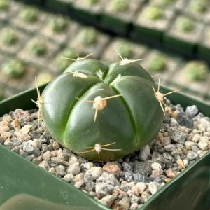Gymnocalycium Horstii Cactus Live Plant – Green Tomato Cactus in 4
