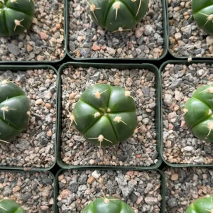Gymnocalycium Horstii Cactus Live Plant – Green Tomato Cactus in 4