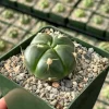 Gymnocalycium Horstii Cactus Live Plant – Green Tomato Cactus in 4" Pot, Indoor - Image 1