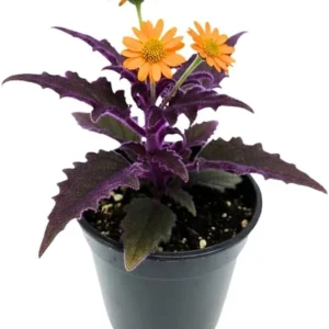 Gynura Purple Passion Live Plant – 2 Pack, 4-8” Tall Indoor Houseplant - Image 2