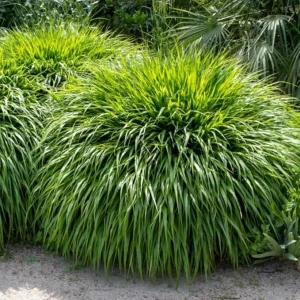 Hakonechloa Grass Live Plant – Japanese Forest Grass – Perennial Ornamental Grass – 4-6 Inch Tall – Outdoor - Image 2